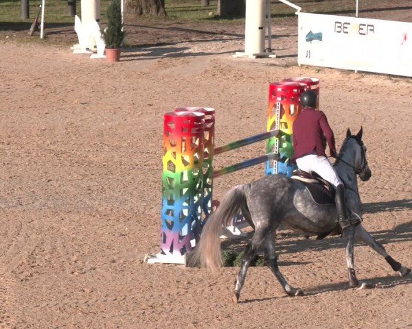 FEI Springturnier Stadl Paura 2024