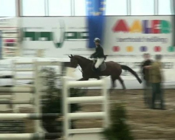 Hallenspringturnier Borken 2012