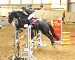 jumper Ideal 50 (Zangersheide riding horse, 2016, from Iceman de Muze)