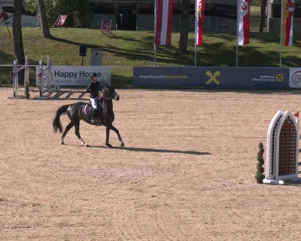 FEI Springturnier Stadl Paura 2024