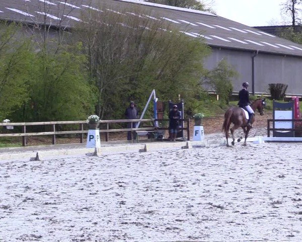 Reitturnier Ladelunder Turniertage 2024