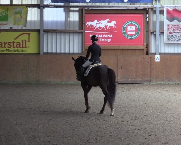 Reitturnier Schlieckau 2024