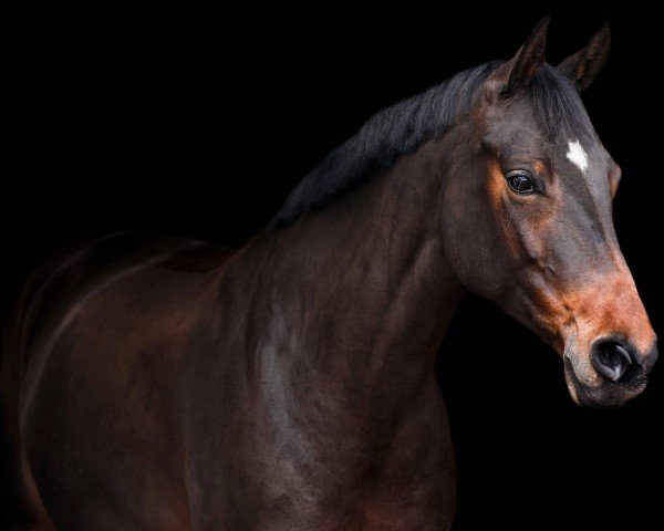 dressage horse Fräulein Frida Von Finest (Hanoverian, 2015, from Finest)