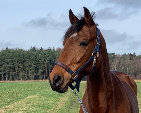 dressage horse Gaz Max (French Trotter, 2016, from Lutin d'Isigny (FR))