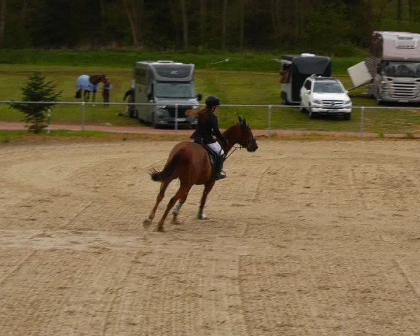 Reitturnier Bad Liebenstein/Sorga 2024