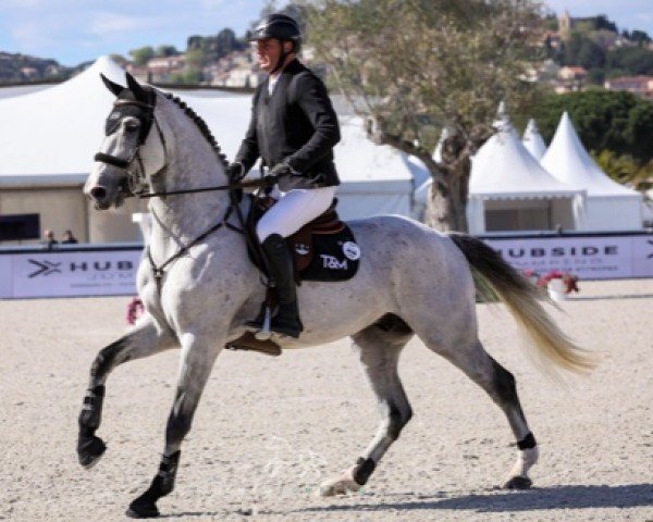 stallion Dagon des Baleines (Selle Français, 2013, from Ugobak Des Baleines)