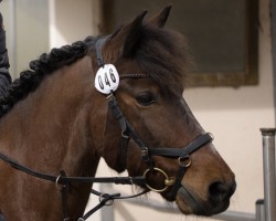jumper Franz Fröhlich (Pony without race description, 2014)
