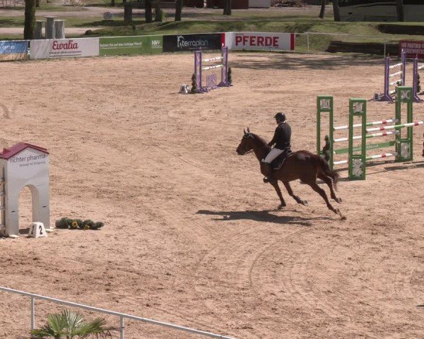 FEI Springturnier Stadl Paura 2024