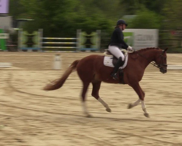 Reitturnier Nienberge 2024