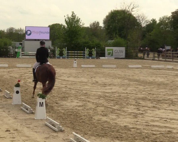 Reitturnier Nienberge 2024
