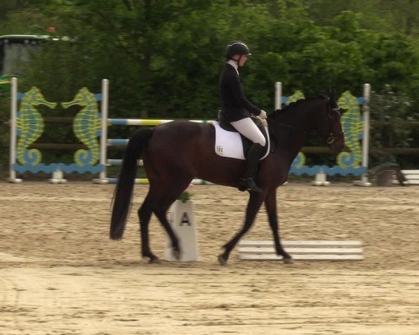 Reitturnier Nienberge 2024