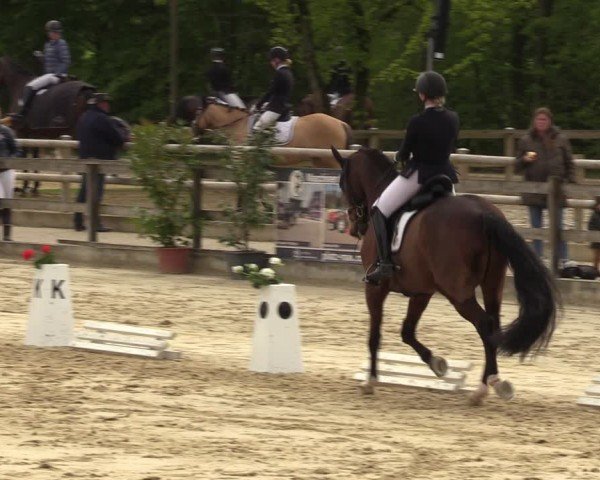 Reitturnier Nienberge 2024
