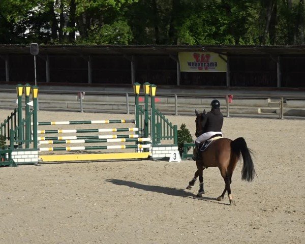 Reitturnier Ingolstadt-Hagau/Obb. 2024