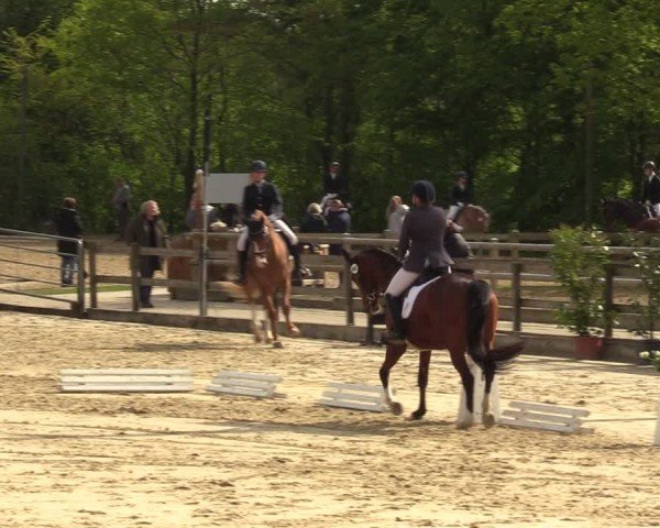 Reitturnier Nienberge 2024