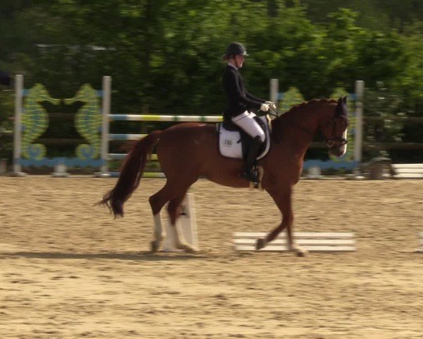 Reitturnier Nienberge 2024