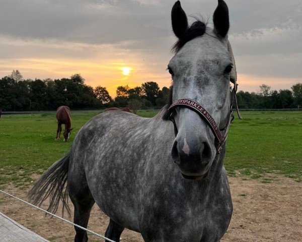 jumper Quality Girl 12 (Holsteiner, 2018, from Quantensprung 3)