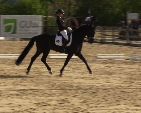 Reitturnier Nienberge 2024