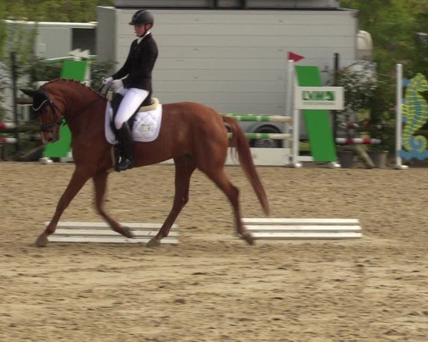 Reitturnier Nienberge 2024