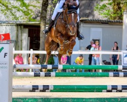 jumper Myron WE CH (Swiss Warmblood, 2018, from Romando de L'Abbaye)