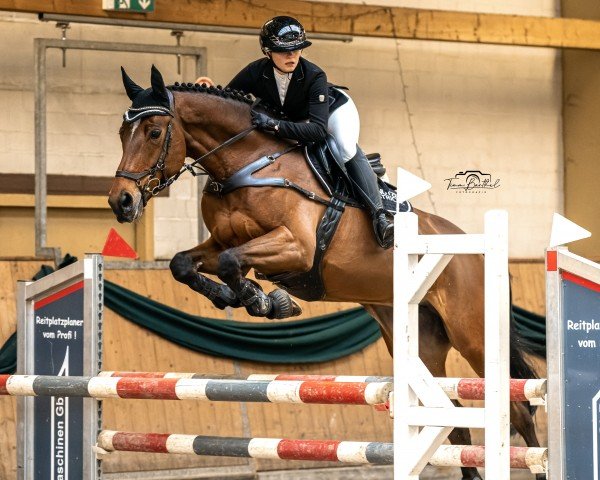 Springpferd Ietsie Pietsie (KWPN (Niederländisches Warmblut), 2013, von Eldorado van de Zeshoek)