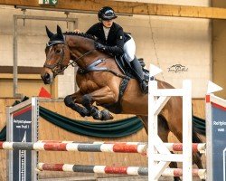 jumper Ietsie Pietsie (KWPN (Royal Dutch Sporthorse), 2013, from Eldorado van de Zeshoek)
