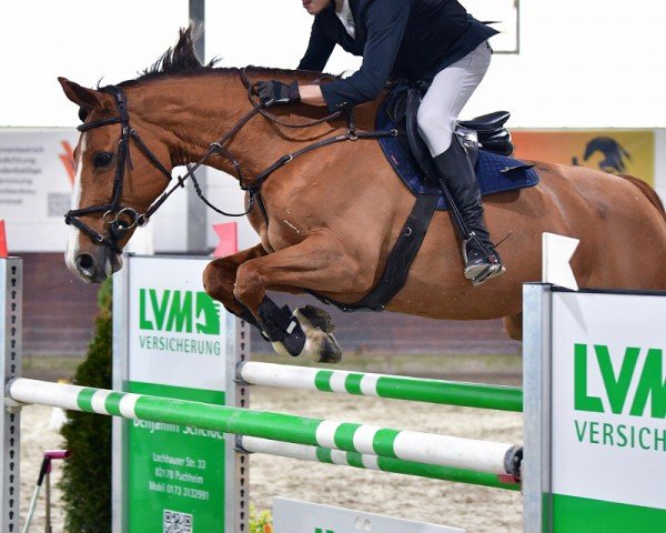 jumper Galina H (Bavarian, 2008, from Epsom Gesmeray)