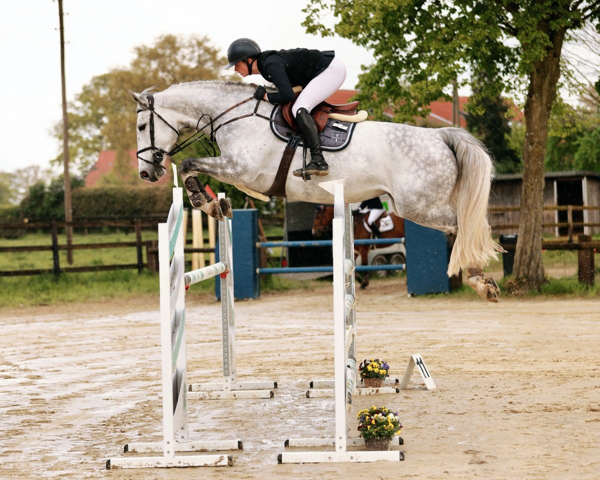 Cavallo da salto Checktina 2 (Oldenburger Cavallo da salto, 2018, di K.i Checkter)