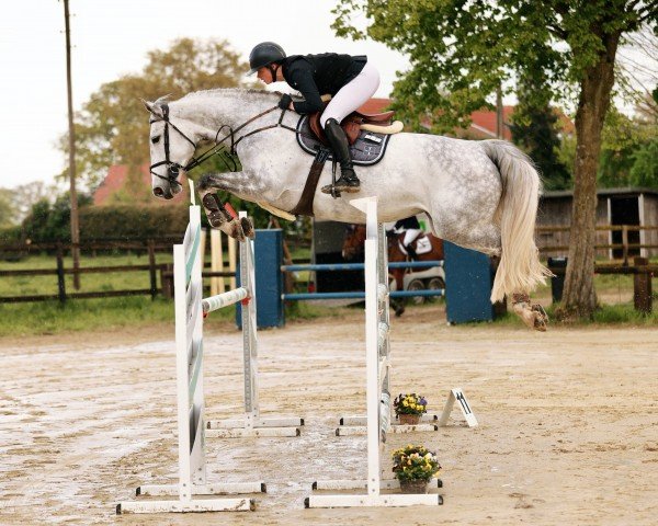jumper Checktina 2 (Oldenburg show jumper, 2018, from K.i Checkter)