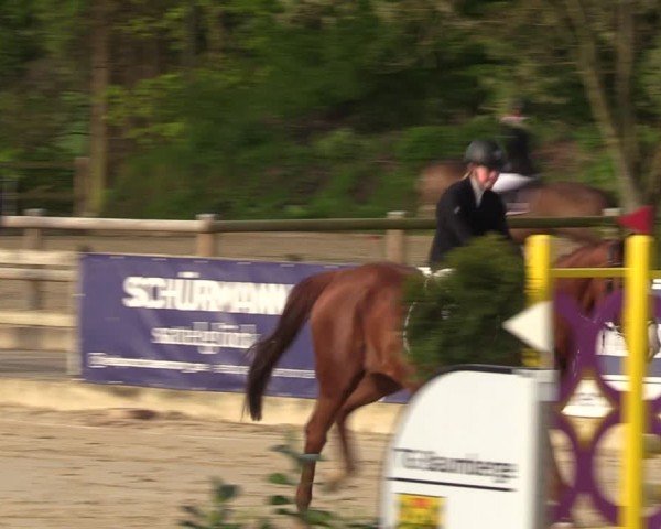 Reitturnier Nienberge 2024