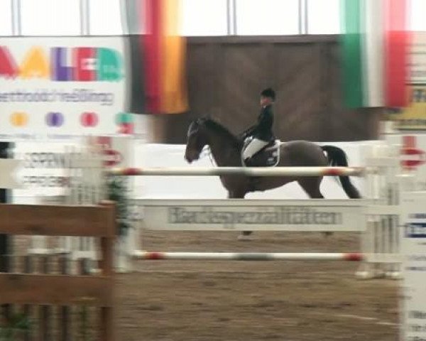 Hallenspringturnier Borken 2012