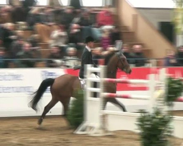 Hallenspringturnier Borken 2012