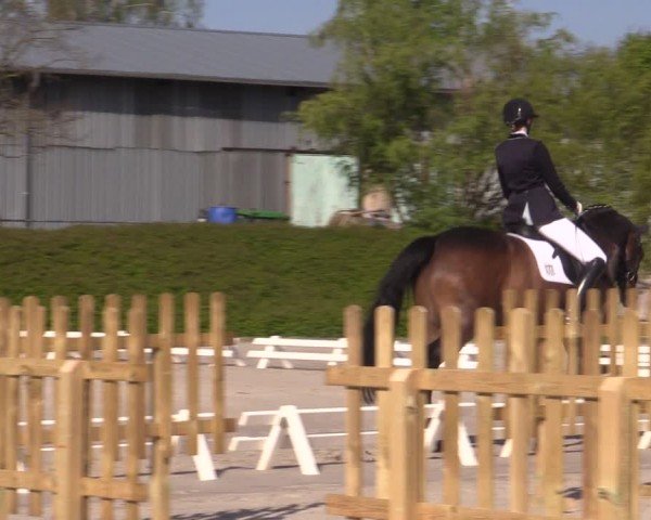 Reitturnier Pietzpuhl 2024
