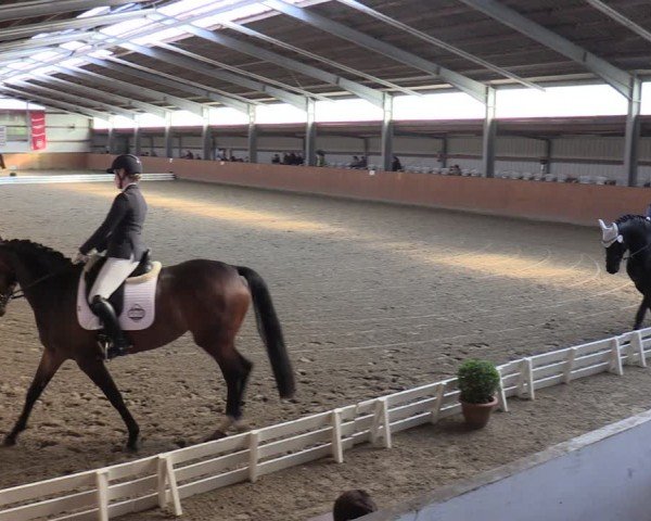 Reitturnier Schlieckau 2024