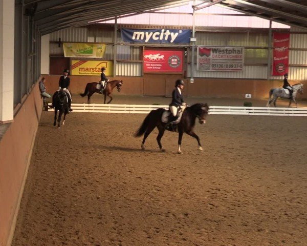 Reitturnier Schlieckau 2024