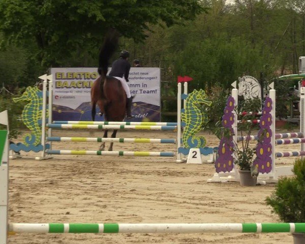 Reitturnier Nienberge 2024