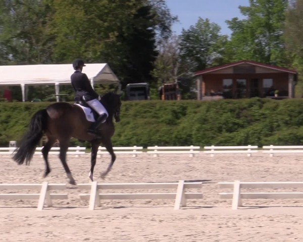 Reitturnier Pietzpuhl 2024