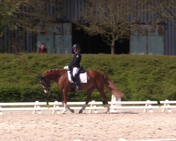 Reitturnier Pietzpuhl 2024