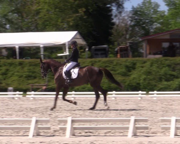 Reitturnier Pietzpuhl 2024