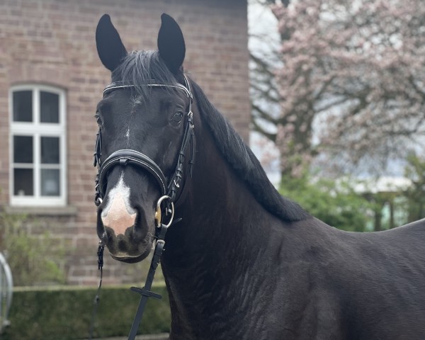 horse Delano T (Hanoverian, 2021, from Destacado FRH)