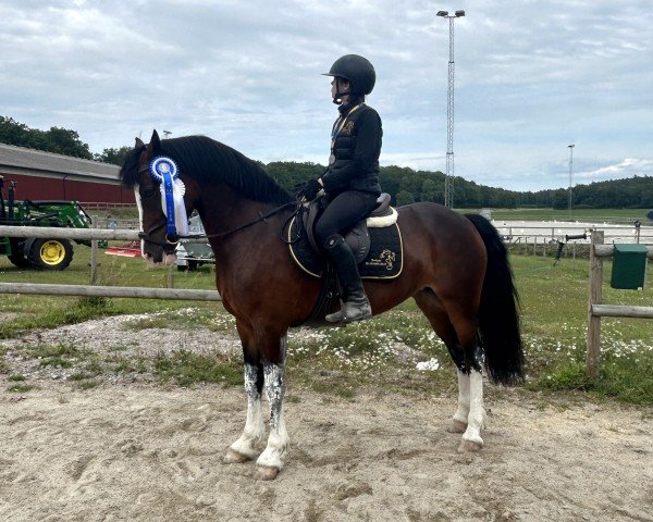 Pferd Penlangrug Royal Duchess (Welsh-Cob (Sek. D), 2011, von Thorneyside The Guvnor)