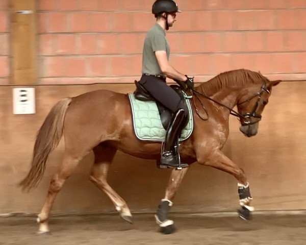 Dressurpferd Nadeli E (Westfale, 2018, von Fs Numero Uno)