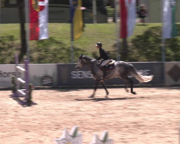 FEI Springturnier Stadl Paura 2024