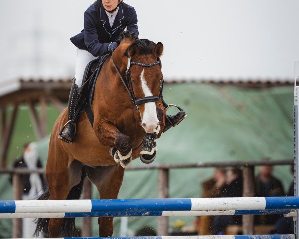 jumper Sterling 43 (Oldenburg show jumper, 2017, from Stakkato Gold)