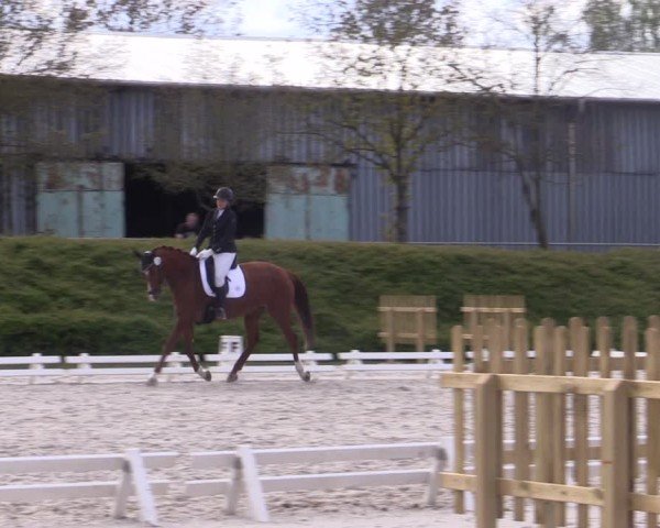 Reitturnier Pietzpuhl 2024