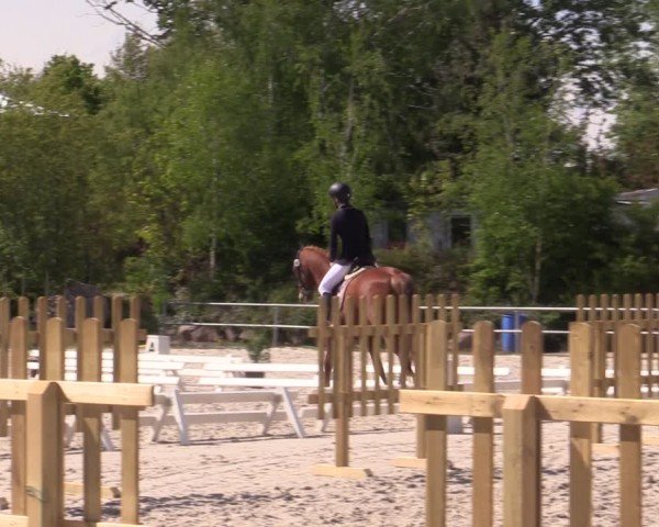 Reitturnier Pietzpuhl 2024