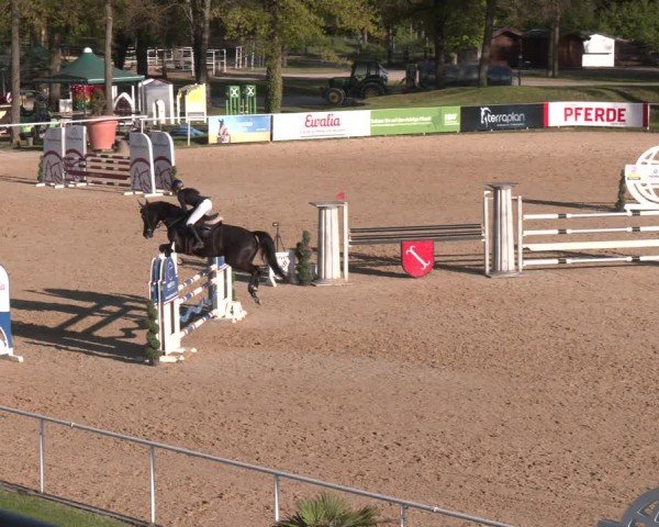 FEI Springturnier Stadl Paura 2024