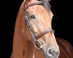 broodmare Caithana (Hanoverian, 2012, from Contagio)