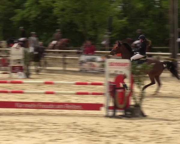 Reitturnier Nienberge 2024