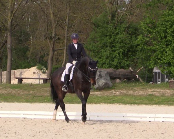 Reitturnier Pietzpuhl 2024
