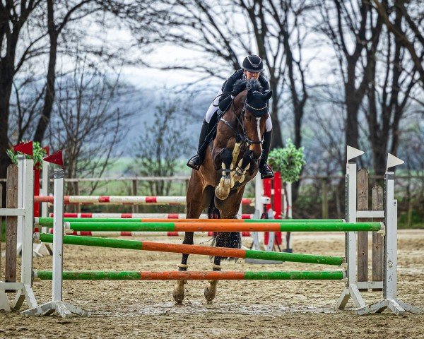 Springpferd Arcoon G (Deutsches Sportpferd, 2015, von Arko Junior Pms)